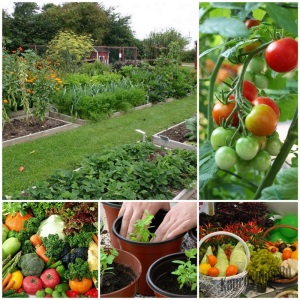 «Вредные» советы огородникам и садоводам